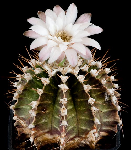 Gymnocalycium stenopleurum